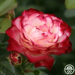 Cherry Parfait™ -HEIRLOOM ROSES Sales cherry parfait 8