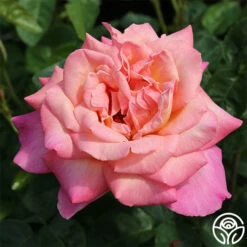 Chicago Peace® -HEIRLOOM ROSES Sales chicago peace 2 8