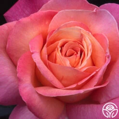 Chicago Peace® -HEIRLOOM ROSES Sales chicago peace 5 8