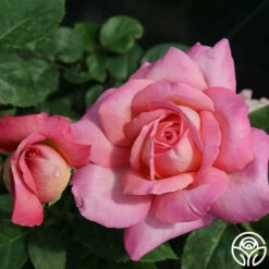 Chicago Peace® -HEIRLOOM ROSES Sales chicago peace 6 8