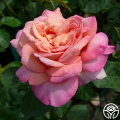 Chicago Peace® -HEIRLOOM ROSES Sales chicago peace 8