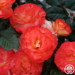 Chihuly™ -HEIRLOOM ROSES Sales chihuly 1 4