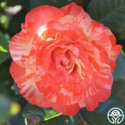 Chihuly™ -HEIRLOOM ROSES Sales chihuly 4 1