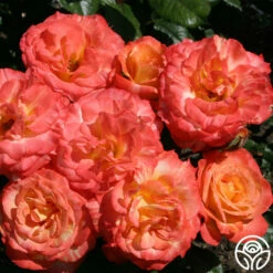 Chihuly™ -HEIRLOOM ROSES Sales chihuly 7