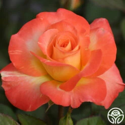 Chihuly™ -HEIRLOOM ROSES Sales chihuly 8