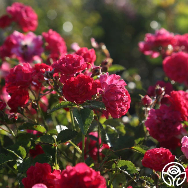 Children's Hope™ 4 Children's Hope™ - Image 2