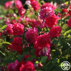 Children's Hope™ 7 Children's Hope™ -HEIRLOOM ROSES Sales childrens hope 2