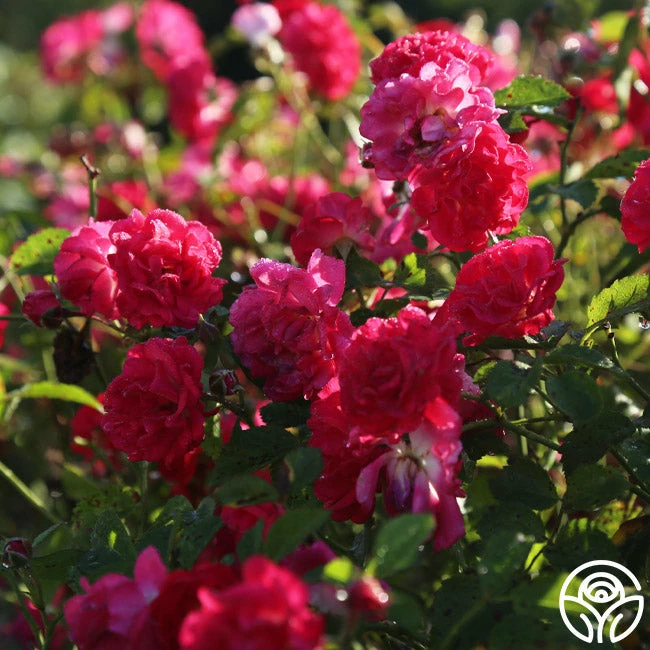 Children's Hope™ 5 Children's Hope™ - Image 3