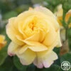 Chinatown® 2 Chinatown® -HEIRLOOM ROSES Sales chinatown 2