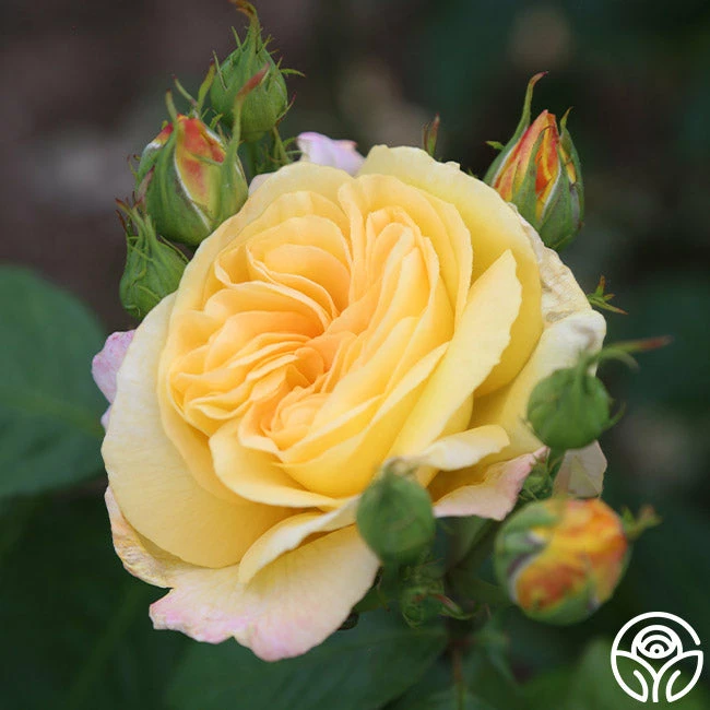 Chinatown® 4 Chinatown® - Image 2