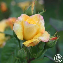 Chinatown® 9 Chinatown® -HEIRLOOM ROSES Sales chinatown 4