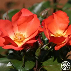 Christine™ -HEIRLOOM ROSES Sales christine logo 02