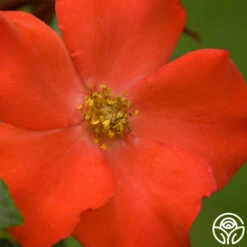 Christine™ -HEIRLOOM ROSES Sales christine logo 04