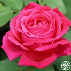 Chrysler Imperial -HEIRLOOM ROSES Sales chrysler imperial 4 8