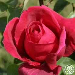 Chrysler Imperial -HEIRLOOM ROSES Sales chrysler imperial 6