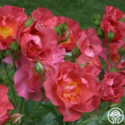 Cinco De Mayo -HEIRLOOM ROSES Sales cinco de mayo 1 1 1