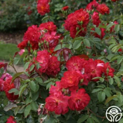 Cinco De Mayo -HEIRLOOM ROSES Sales cinco de mayo 3 8