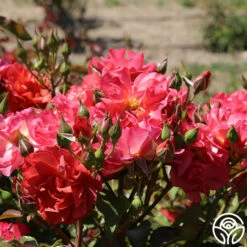 Cinco De Mayo -HEIRLOOM ROSES Sales cinco de mayo 71