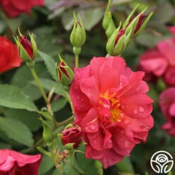 Cinco De Mayo -HEIRLOOM ROSES Sales cinco de mayo 7 1