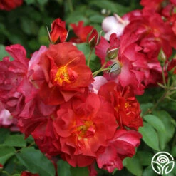 Cinco De Mayo -HEIRLOOM ROSES Sales cinco de mayo 8 1