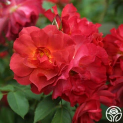 Cinco De Mayo -HEIRLOOM ROSES Sales cinco de mayo 9 1