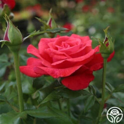 Cinnamon Dolce™ -HEIRLOOM ROSES Sales cinnamon dolce 1 4