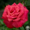 Cinnamon Dolce™ -HEIRLOOM ROSES Sales cinnamon dolce 3 5