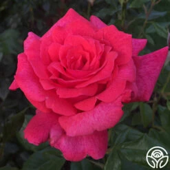 Cinnamon Dolce™ -HEIRLOOM ROSES Sales cinnamon dolce 4 5
