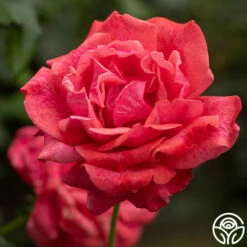 Cinnamon Dolce™ -HEIRLOOM ROSES Sales cinnamon dolce 56