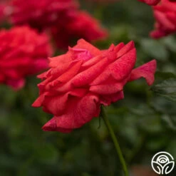 Cinnamon Dolce™ -HEIRLOOM ROSES Sales cinnamon dolce 58