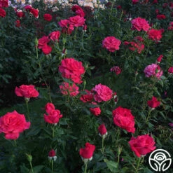 Cinnamon Dolce™ -HEIRLOOM ROSES Sales cinnamon dolce 5 1