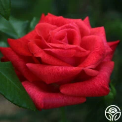 Cinnamon Dolce™ -HEIRLOOM ROSES Sales cinnamon dolce 6 5
