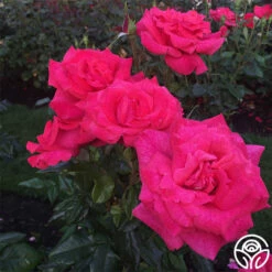 Cinnamon Dolce™ -HEIRLOOM ROSES Sales cinnamon dolce 7 5
