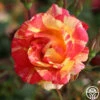 Citrus Splash™ -HEIRLOOM ROSES Sales citrus splash 2 1