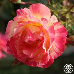 Citrus Splash™ 8 Citrus Splash™ -HEIRLOOM ROSES Sales citrus splash 3 1