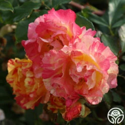 Citrus Splash™ 9 Citrus Splash™ -HEIRLOOM ROSES Sales citrus splash 4 1