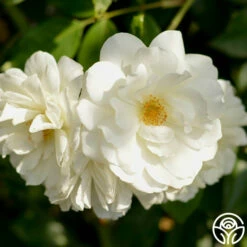 CL Iceberg -HEIRLOOM ROSES Sales cl iceberg 14