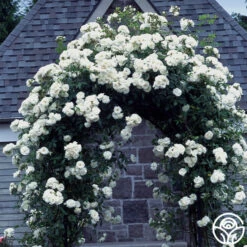 CL Iceberg -HEIRLOOM ROSES Sales cl iceberg 1 1