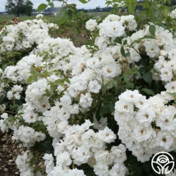 CL Iceberg -HEIRLOOM ROSES Sales cl iceberg 2 1