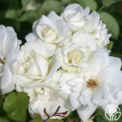 CL Iceberg -HEIRLOOM ROSES Sales cl iceberg 3 1