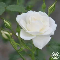 CL Iceberg -HEIRLOOM ROSES Sales cl iceberg 4 1