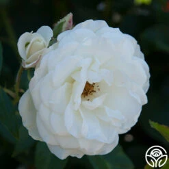 CL Iceberg -HEIRLOOM ROSES Sales cl iceberg 5 1