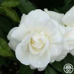 CL Iceberg -HEIRLOOM ROSES Sales cl iceberg 6 1
