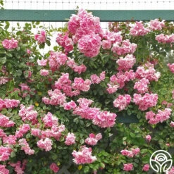 CL Pinkie -HEIRLOOM ROSES Sales cl pinkie logo 03