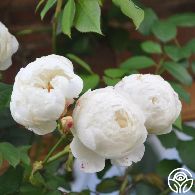 Claire Austin 6 Claire Austin - Image 4