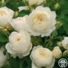 Claire Austin -HEIRLOOM ROSES Sales clair austin logo 03