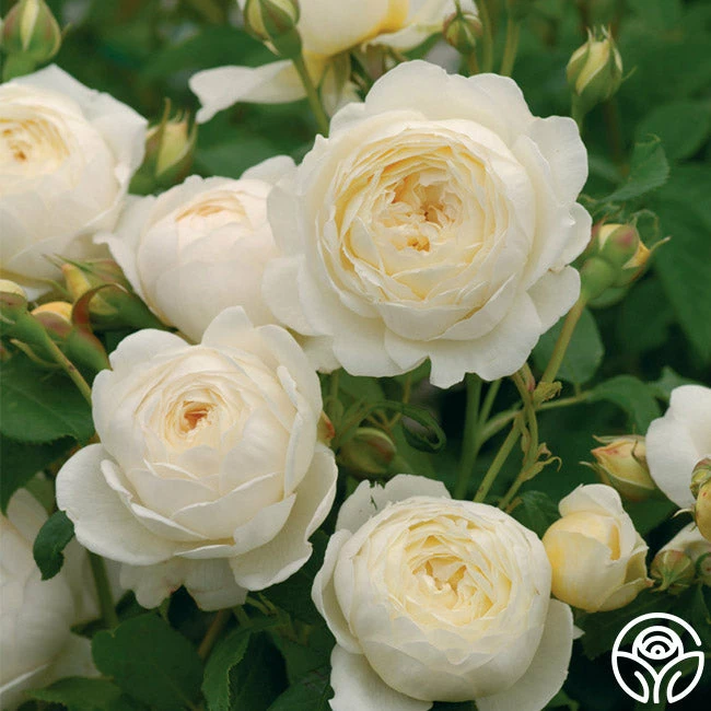 Claire Austin 3 Claire Austin