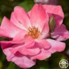 Clair Matin® -HEIRLOOM ROSES Sales clair matin logo 01
