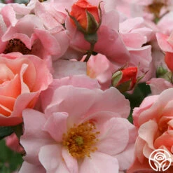 Clair Matin® 7 Clair Matin® -HEIRLOOM ROSES Sales clair matin logo 02