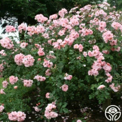 Clair Matin® 8 Clair Matin® -HEIRLOOM ROSES Sales clair matin logo 03